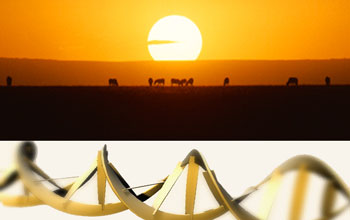 Bottom image of DNA and top photo of African animals with rising sun in background.