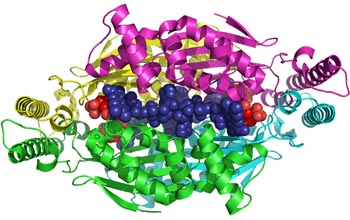 Cartoon diagram of an enzyme.