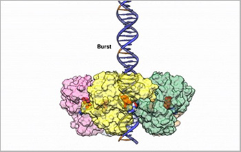 viral DNA-packaging motor