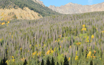 Photo of pine tree forest and mountain peaks.