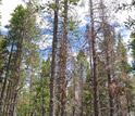 Photo of dead mature lodgepole pines as a result of the beetle epidemic.