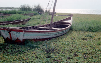 Photo of a boat in a wetland along Lake Victoria.