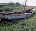 Photo of a boat in a wetland along Lake Victoria.