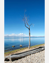Photo of a leafless tree on the shore of Lake Titicaca.