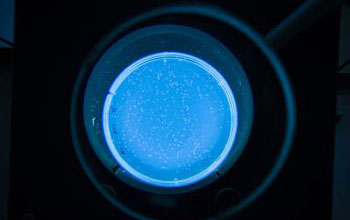 a petri dish illuminated with blue light with E.coli on the surface of the growing medium.