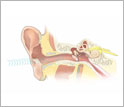 Illustration showing ear anatomy with stress from non-sealing earbuds.