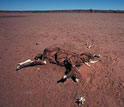 Photo of emaciated, dead animal in a desert.
