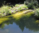 Photo of algae in Gothic Pool on California's Eel River.