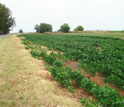 Photo of rows of plants in an agricultural field.