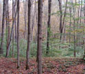 Photo of a forest.
