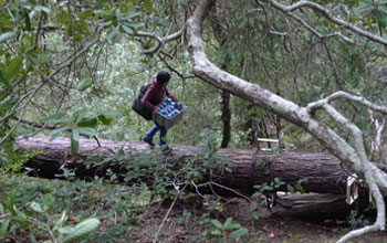 Photo of Hyo Jin Kim carrying sampling gear to an Eel River, California, watershed site.