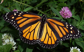 Why is the eastern monarch butterfly disappearing? Researchers are on the case.