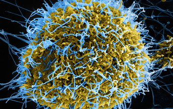 the Ebola virus