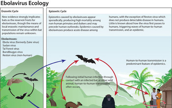 the ebola virus ecology