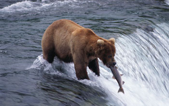 Photo of a bear catching a salmon in the rapids of a river.