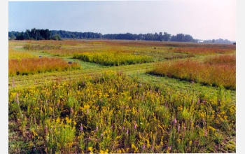 This experimental plot is planted with four species of flowering prairie plants known as forbs.