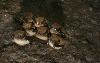 Photo of bats infected with White-Nose Syndrome.