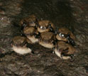 Photo of bats infected with White-Nose Syndrome.