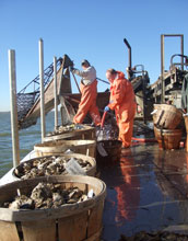 Photo of two men on a boat harvesting oysters with buckets of oysters on the deck.