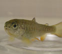 Photo of a juvenile Pacific salmon.