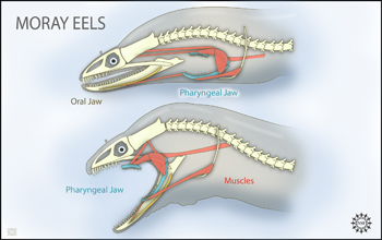 Two views of eel anatomy: one with pharyngeal jaw at rest, one with it protracted