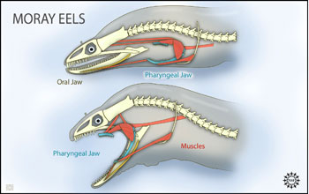 Two views of eel anatomy: with pharyngeal jaw at rest and with it protracted