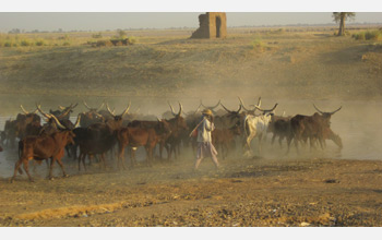 Photo of cattle and a herder in Chad, Central Africa.