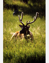 Photo of an elk lying down in Yellowstone.