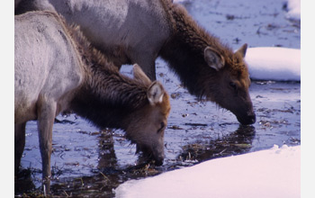 Photo of elk drinking water in Yellowstone.