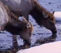 Photo of elk drinking water in Yellowstone.