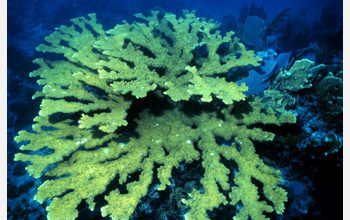 Photo of elkhorn coral.