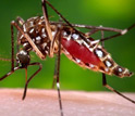 Photo of a mosquito acquiring a blood meal.