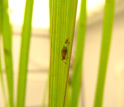 Photo of an English grain aphid on a leaf.