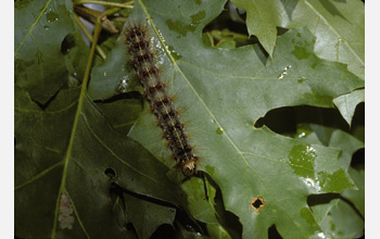 Photo of a gypsy moth caterpillar on a red oak leaf.