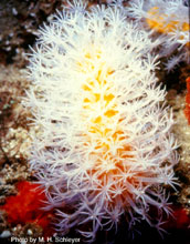Eleutherobia species of coral