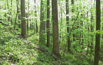 A forest of the northeastern U.S. with american ginseng plants