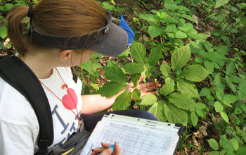 Researcher Kerry Wixted next to invasive plants in an American ginseng habitat