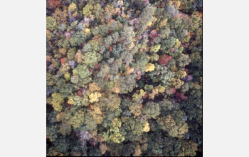 Photo of a forest which was used to study climate change effects.