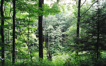 Photo of trees.