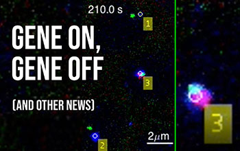 Text reading Gene On, Gene Off (and other news) over background of fluorescent tags on a fly embryo.