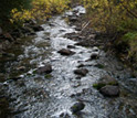 Photo of a stream in a forest.