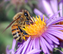 Closeup of a bee on a flower