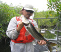 Photo of biologist Bill Loftus holding a snook, a highly-prized game fish of the mangrove forest.