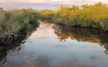 Everglades