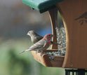 Male and female house finches by bird feeder