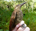 Photo of a hand holding a Black-banded Woodcreeper by its feet.
