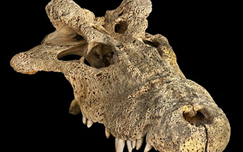 skull of the extinct horned crocodile