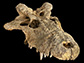 skull of the extinct horned crocodile