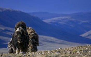 ice-age musk oxen.
