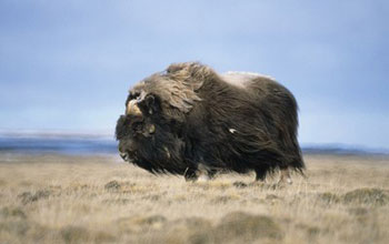 an ice-age musk ox.